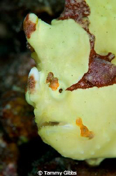 A yellow clown frogfish in Tulamben, Bali. by Tammy Gibbs 
